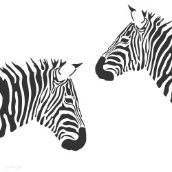 Dos cebras